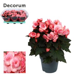 Begonia Move 2 Joy Pink Begonia ''joy pink'' light pink Decorum
(6 Plants/Order)(14cmP 32cmH)