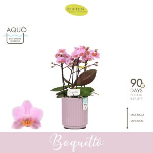 Phalaenopsis Multiflora Boquetto Romantico 3-5 spike in Molise Lilac Aquo
(6 Plants/Order)(12cmP 35cmH)