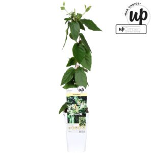 Lonicera henryi Lonicera similis var. Delavayi P15
(10 Plants/Order)(15cmP 65cmH)