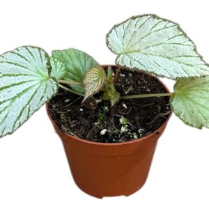 Begonia Begonia Two Face
(14 Plants/Order)(8cmP 12cmH)