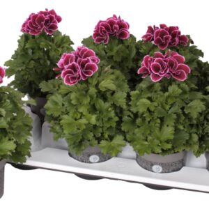 Pelargonium Pelargonium Grandifloru Pelg. Don Bastino 12cm
(8 Plants/Order)(12cmP 28cmH)
