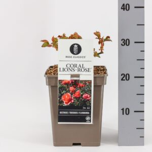 Rosa Rosa (F) Coral Lions-Rose®, C5
(1 Plants/Order)(23cmP 20cmH)