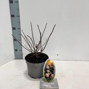 Hydrangea paniculata Hydrangea pan. Baby Lace ('PIIHPI'PBR)
(1 Plants/Order)(17cmP 60cmH)