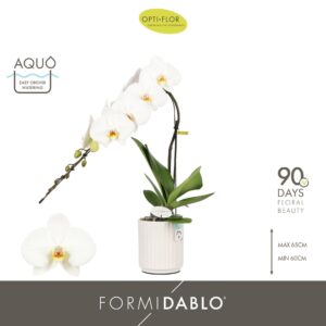 Phalaenopsis white more Ripsen Formidablo Niagara Falls in Molise White Aquo
(3 Plants/Order)(12cmP 60cmH)