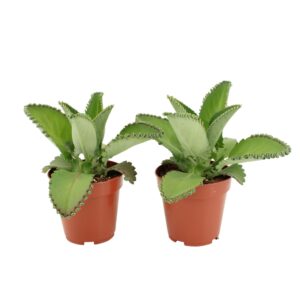 Kalanchoe daigremonti Kalanchoe Daigremontiana
(6 Plants/Order)(12cmP 20cmH)