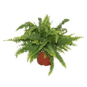 Nephrolepis Green Lady Nephrolepis exaltata 'Green Lady'
(10 Plants/Order)(12cmP 28cmH)