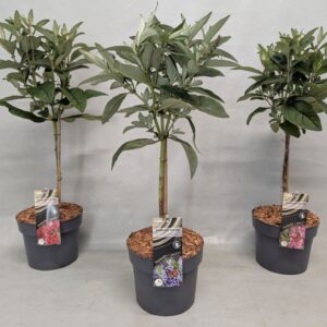 Buddleja Buddleja Buddleja 'Butterfly Candy' mix op stam 19 cm
(1 Plants/Order)(60cmP 50cmH)