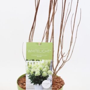 Hydrangea paniculata Hydrangea Paniculata (Gardenlight) 'Whitelight' 19 cm
(7 Plants/Order)(19cmP 45cmH)