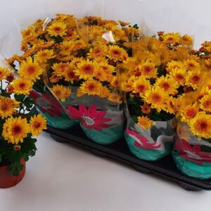 Chrysanthemum Splash Yellow Splash Yellow
(12 Plants/Order)(14cmP 27cmH)