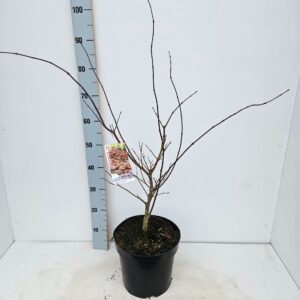 Acer palmatum (Matsumurae Grp) Chit Acer palmatum 'Chitoseyama'
(1 Plants/Order)(26cmP 80cmH)