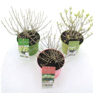 Hydrangea paniculata Hydrangea pan. Garden Lights® mix C5 (23cm.)
(17 Plants/Order)(23cmP 50cmH)