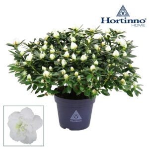 Rhododendron Hortinno Classic Belli Hortinno® Home 'Classic Belli' 35 - 37 cm
(6 Plants/Order)(15cmP 35cmH)