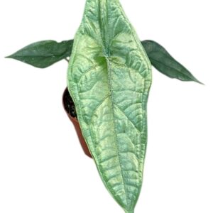 Alocasia Alocasia Dragon Breath
(14 Plants/Order)(8cmP 12cmH)