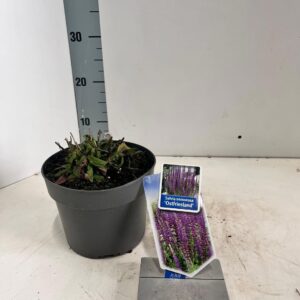 Salvia nemorosa Ostfriesland Salvia nemorosa 'Ostfriesland'
(1 Plants/Order)(17cmP 30cmH)