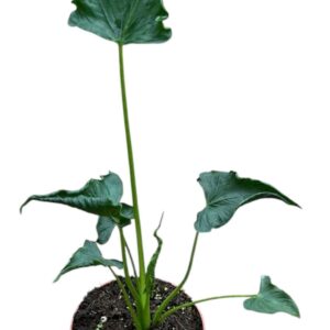 Alocasia Alocasia Triangularis
(9 Plants/Order)(10.5cmP 15cmH)