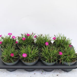 Carnation Diantica Neon Flash Diantica neon flash
(8 Plants/Order)(13cmP 20cmH)