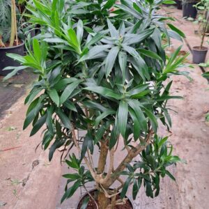 Dracaena Dracaena Reflexa Pleomele 160
(1 Plants/Order)(30cmP 160cmH)
