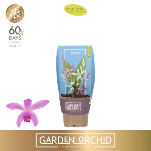 Bletilla other Garden Orchid Bletilla 3+ 10.5 cm.
(12 Plants/Order)(10.5cmP 25cmH)