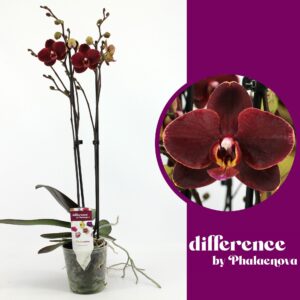Phalaenopsis other red more Ola 2-tak 60cm (GROEN)
(10 Plants/Order)(12cmP 60cmH)