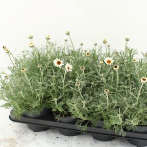 Rhodanthemum 'Casablanca' Rhodanthemum 'Casablanca'
(8 Plants/Order)(13cmP 30cmH)