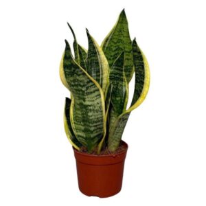 Sansevieria Futura Superba Sansevieria Superba 2pp
(18 Plants/Order)(9cmP 30cmH)