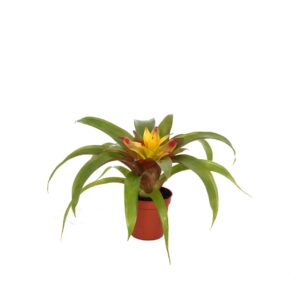 Guzmania Mia Guzmania Mia
(40 Plants/Order)(5.5cmP 15cmH)