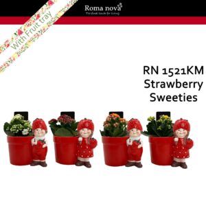 Kalanchoe 1521KM - Strawberry Sweeties (Kalanchoe mix)
(6 Plants/Order)(15cmP 16cmH)