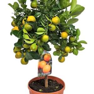 Citrofortunella x microcar Citrus Calamondin Stem
(1 Plants/Order)(21cmP 80cmH)