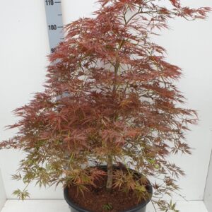 Acer palmatum Ornatum Acer palmatum 'Ornatum'
(1 Plants/Order)(43cmP 110cmH)