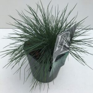 Festuca glauca Festuca 'Elijah Blue'
(6 Plants/Order)(17cmP 25cmH)