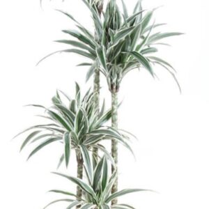 Dracaena White Stripe Dracaena White Stripe 120-90-60-30
(1 Plants/Order)(27cmP 170cmH)