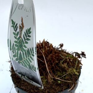 Osmunda regalis Osmunda regalis ES11 0,7l
(15 Plants/Order)(11cmP 15cmH)