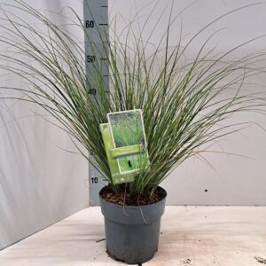 Carex ColorGrass Phoenix Green Carex testacea 'Phoenix Green'
(1 Plants/Order)(17cmP 45cmH)