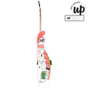 Campsis Campsis 'Pink Panther' P15
(10 Plants/Order)(15cmP 65cmH)