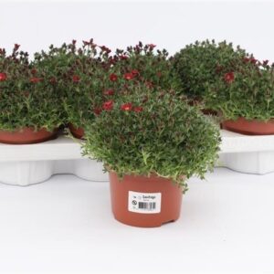 Saxifraga Peter Pan Saxifraga Peterpan Red
(10 Plants/Order)(13cmP 15cmH)