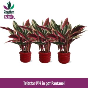 Stromanthe Triostar Calathea 14cm Triostar in Pantanel Ceramics - Rhythm & More
(3 Plants/Order)(14cmP 45cmH)