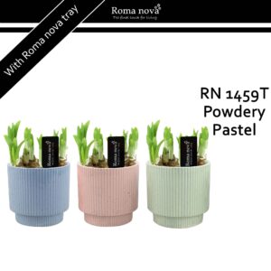 Narcissus Arrangement 1459T - Powdery Pastel (Tete a Tete)
(6 Plants/Order)(12cmP 19cmH)