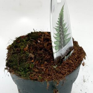 Varens mixed Athyrium nip. 'Metallicum' ES15 1,7l
(6 Plants/Order)(15cmP 15cmH)