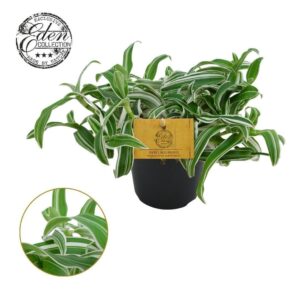 Murdannia loriformis Murdannia Ioriformis Alba Aquilone 12cm
(8 Plants/Order)(12cmP 20cmH)