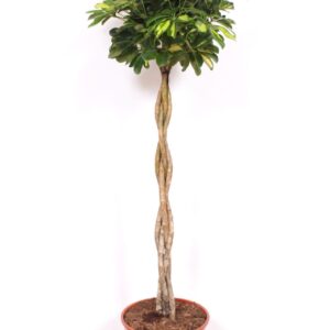 Schefflera Gold Capella Schefflera Gold Capella
(1 Plants/Order)(30cmP 150cmH)