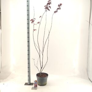 Acer palmatum Red Emperor Acer pal. 'Red Emperor'
(1 Plants/Order)(29cmP 110cmH)