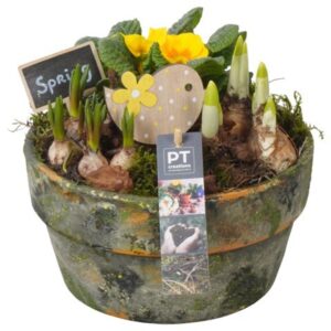 Arrangementen PTBM3873 Arrangement Flower Bulbs mix in terracotta schaal
(3 Plants/Order)(21cmP 19cmH)