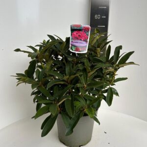 Rhododendron Arboreum Rhododendron 'Wilgen's Ruby'
(1 Plants/Order)(23cmP 45cmH)