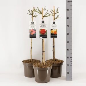 Rosa pink Classics (TH/F) mix, stam 70, C7.5
(1 Plants/Order)(26cmP 100cmH)