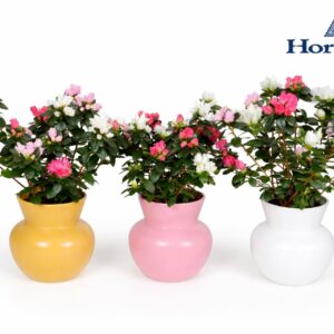 Rhododendron Hortinno mix Hortinno® Home Bloom'Z Bouquet Vaas
(3 Plants/Order)(13cmP 40cmH)