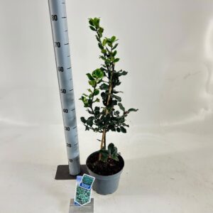 Ilex meserveae Blue Prince Ilex meserveae 'Blue Prince'
(1 Plants/Order)(19cmP 60cmH)