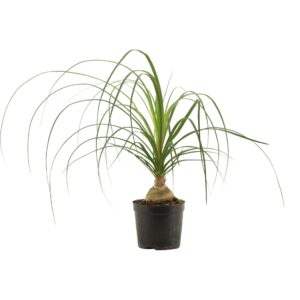 Nolina recurvata Beaucarnea ball 12 cm (1 kop)
(10 Plants/Order)(12cmP 30cmH)