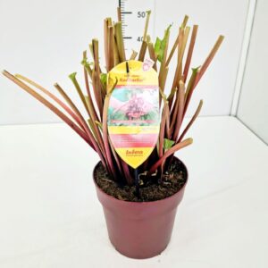 Rheum rhabarbarum Rheum rh. Redbarber® 'SpringBarber' C6
(1 Plants/Order)(24cmP 40cmH)