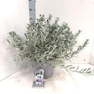 Convolvulus cneorum Convolvulus cneorum
(1 Plants/Order)(29cmP 50cmH)