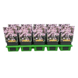 Phlox Paniculata Phlox Paniculata 'Early Pink Candy' P11
(10 Plants/Order)(11cmP 25cmH)